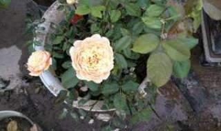 所有花都为你开 所有花都为你开