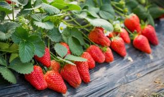 摘草莓歌曲 摘草莓歌曲