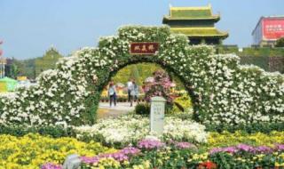 小榄菊花展 小榄菊花展