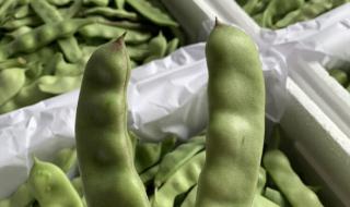 九月青豆角产自哪里