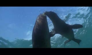 关于孙悟空的动画片