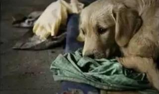 白天是狗晚上是丈夫 白天是狗晚上是丈夫